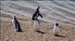 Penguinos on the Playa.